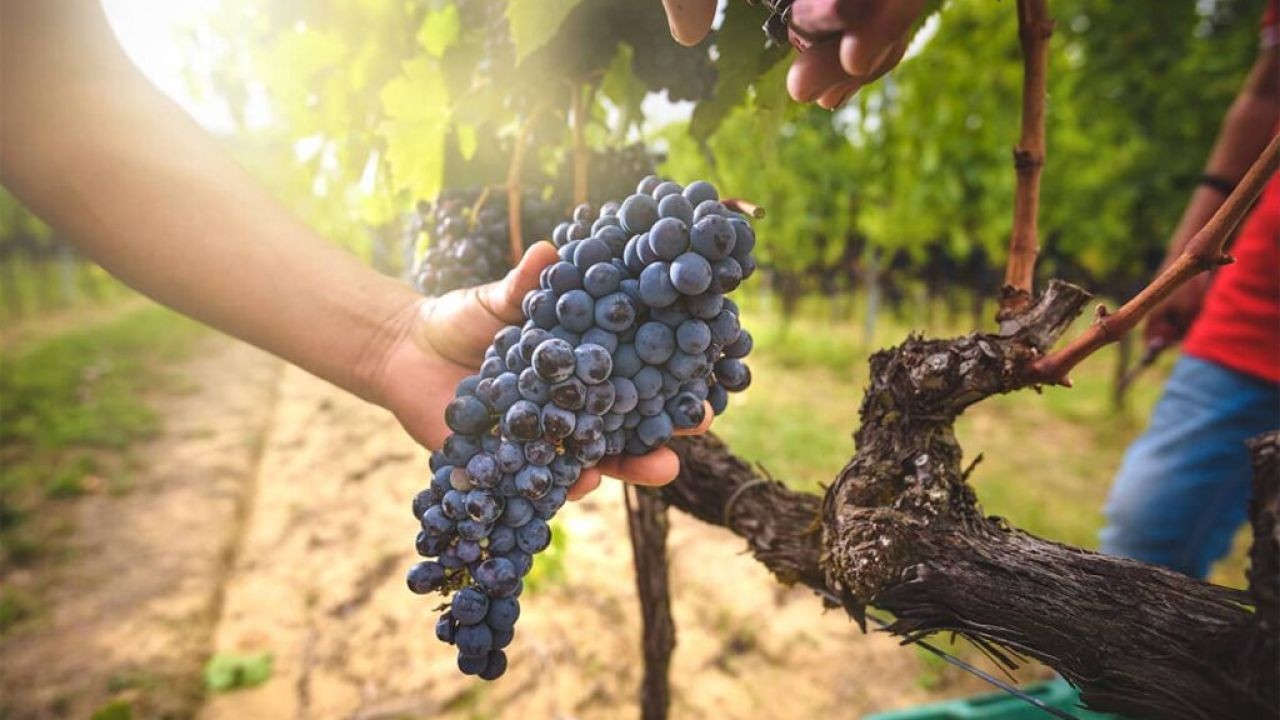 Wine Harvest and Vineyard Management Video Insights for New Zealand