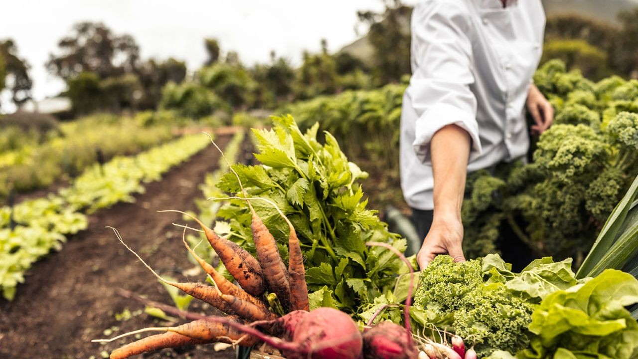 Future-Proof Agri-Food Video Marketing Tactics for New Zealand Producers