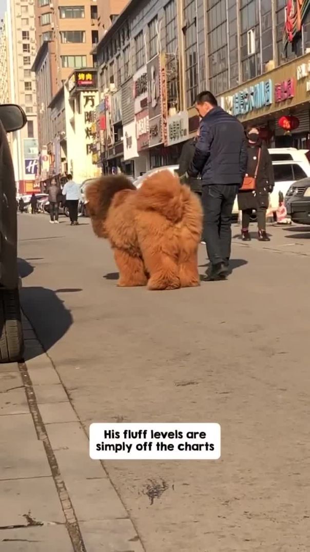 That’s Clearly a Bear! 🐻😂 Tibetan Mastiff Mix-Up