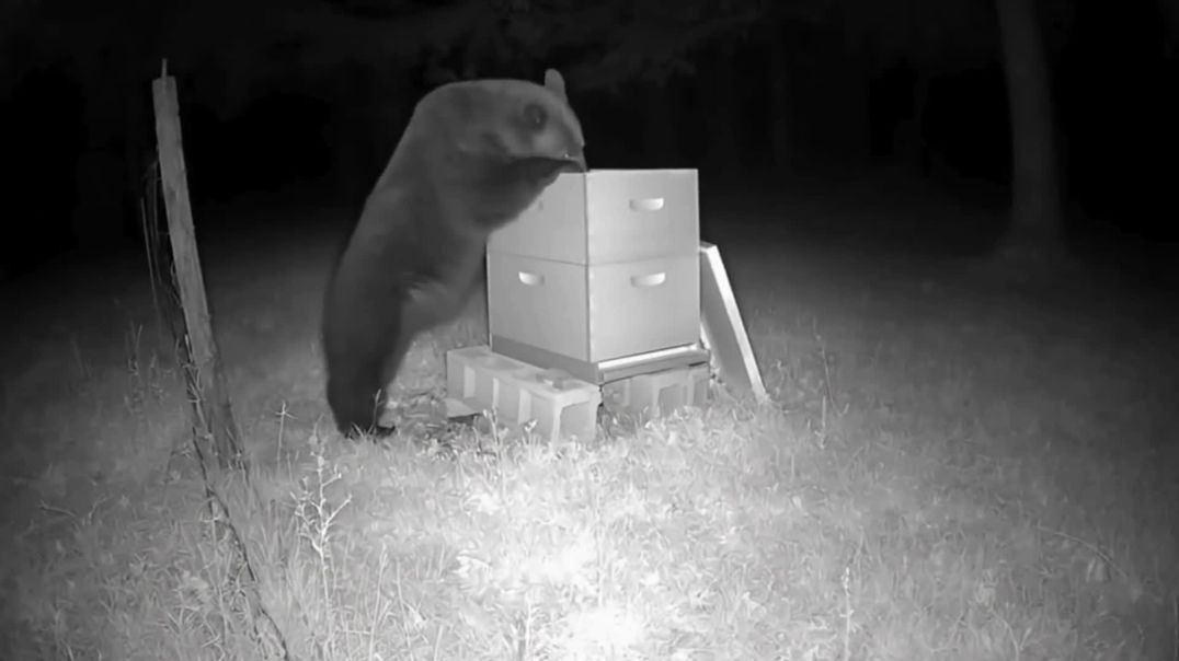 Caught on Camera: Nighttime Bear Secrets Revealed