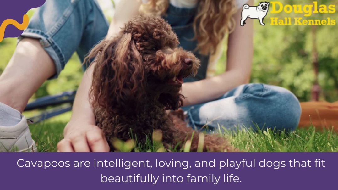 Adopt Playful Cavapoo Puppies in the UK – Douglas Hall Kennels