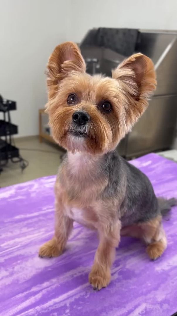 “When the Client Says ‘As Always’…” 🐾