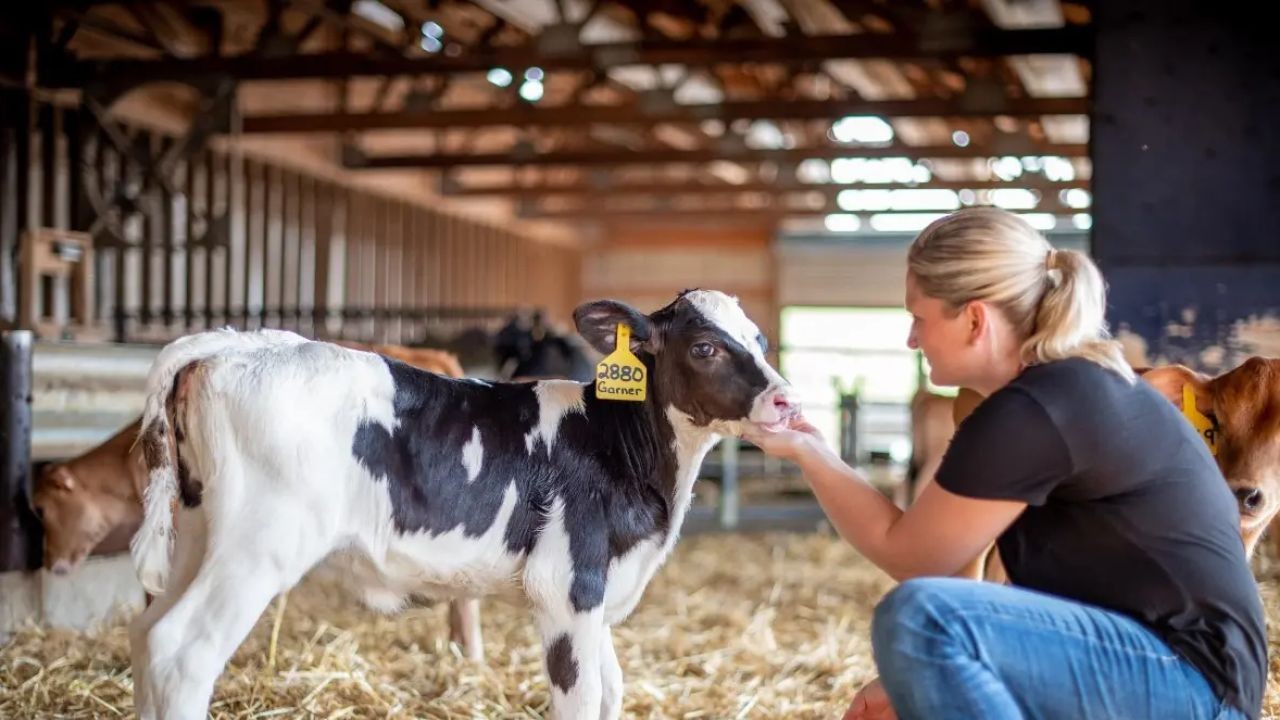 Sustainable Dairy Farming Videos Supporting Eco-Friendly Agriculture in Australia