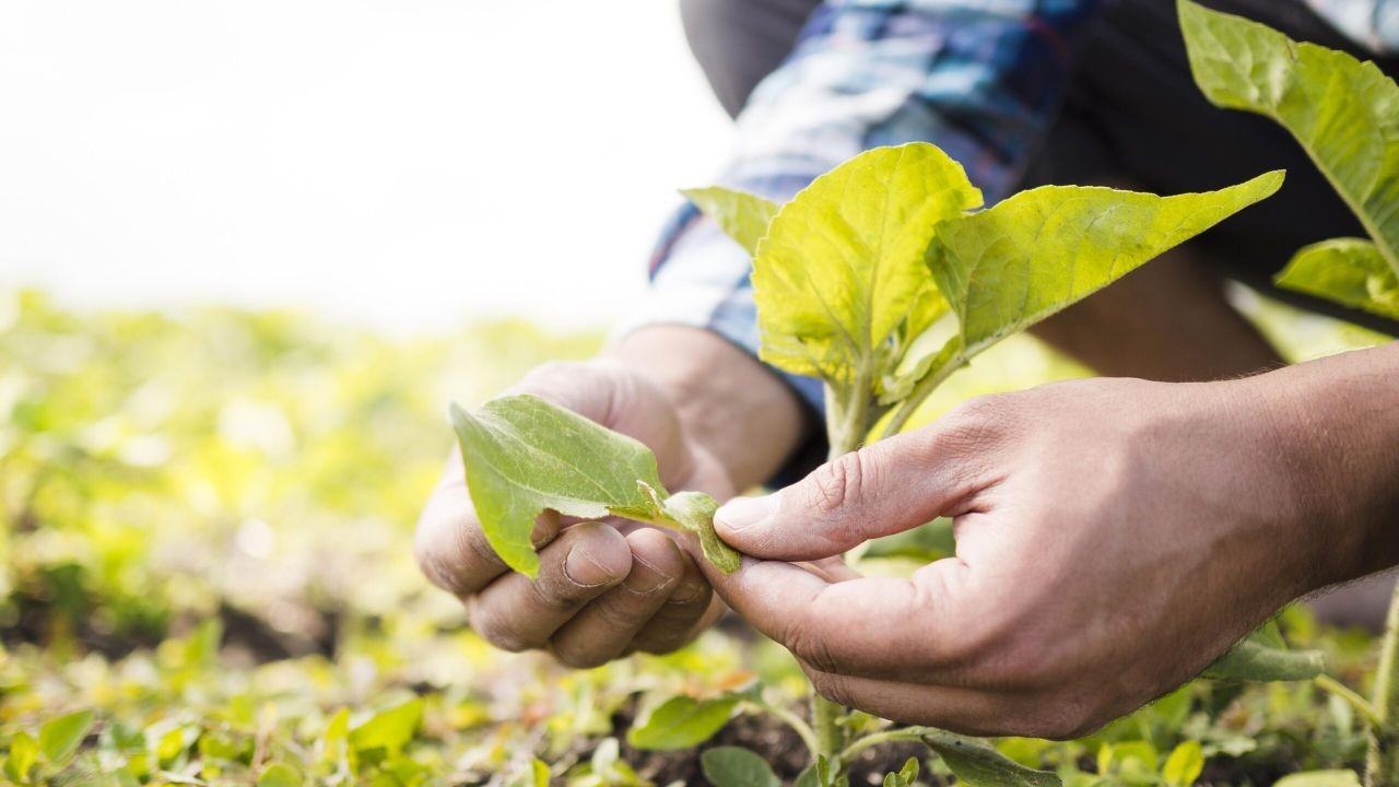 Sustainable Farming Videos Promoting Regenerative Agriculture Across Australia