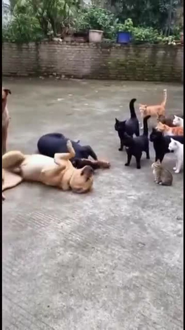 Dog Gets Stuck in the Funniest Way 😂🐶