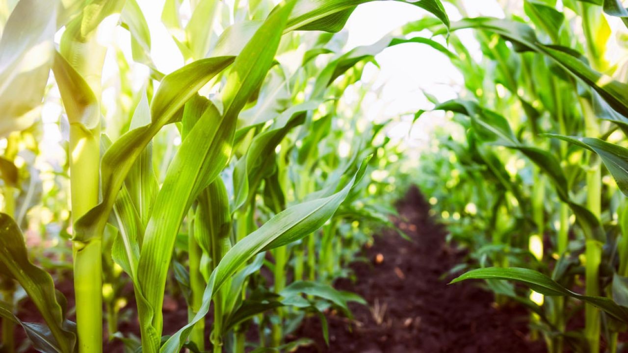 Sustainable Crop Production Videos Highlighting Climate-Resilient Techniques in Australia