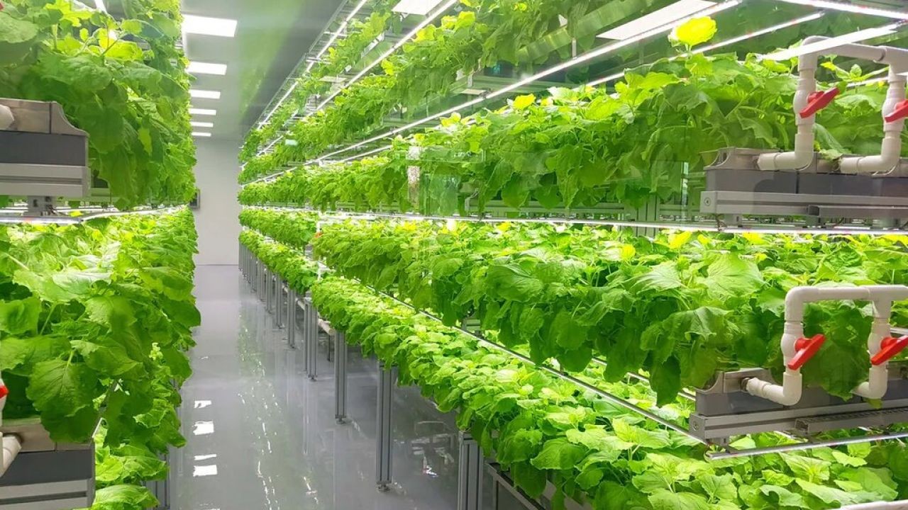 Smart Greenhouse and Vertical Farming Videos for Urban Agriculture in Australia