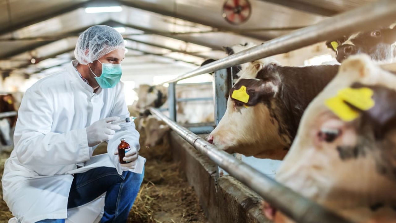 Livestock Health and Biosecurity Video Guides for Aussie Producers
