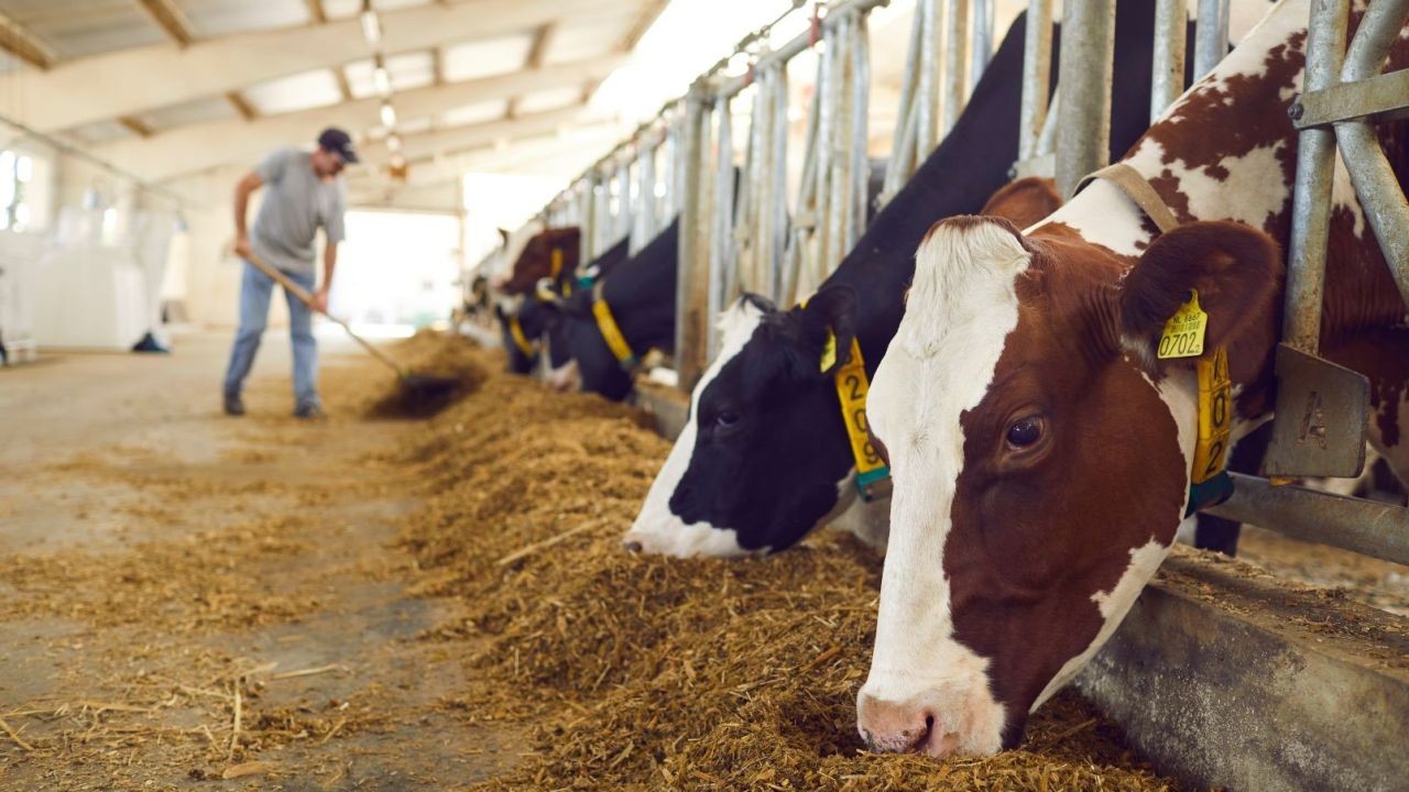 Farm and Livestock Video Marketing That Builds Trust With Aussie Producers