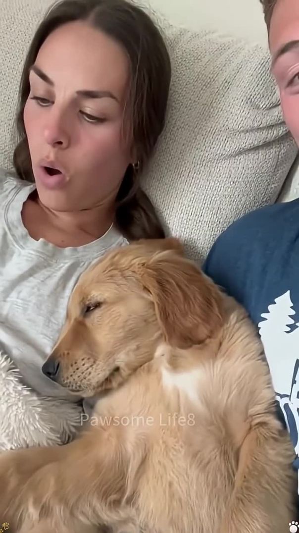 When Sleep Hits Different 😴😂 Funny Dog Moments