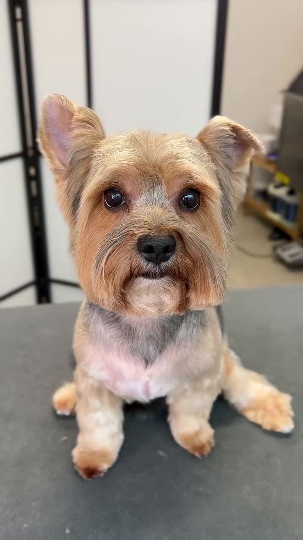 Is He the Goodest Boy? 🐶 Yorkie Haircut Style ✂️✨