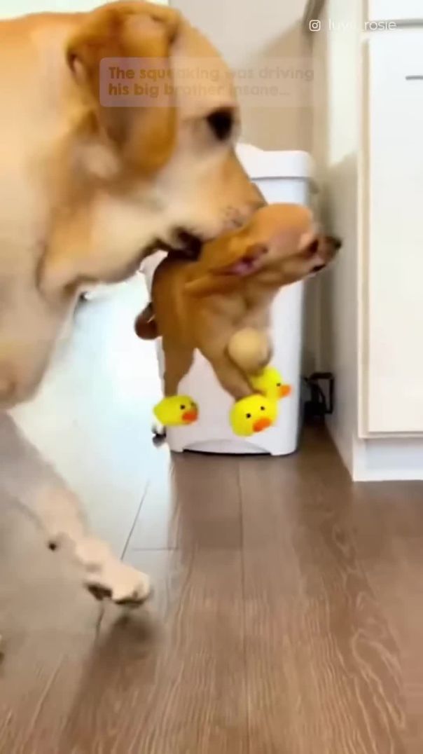 He’s Had Enough of the Noise 😂🐥