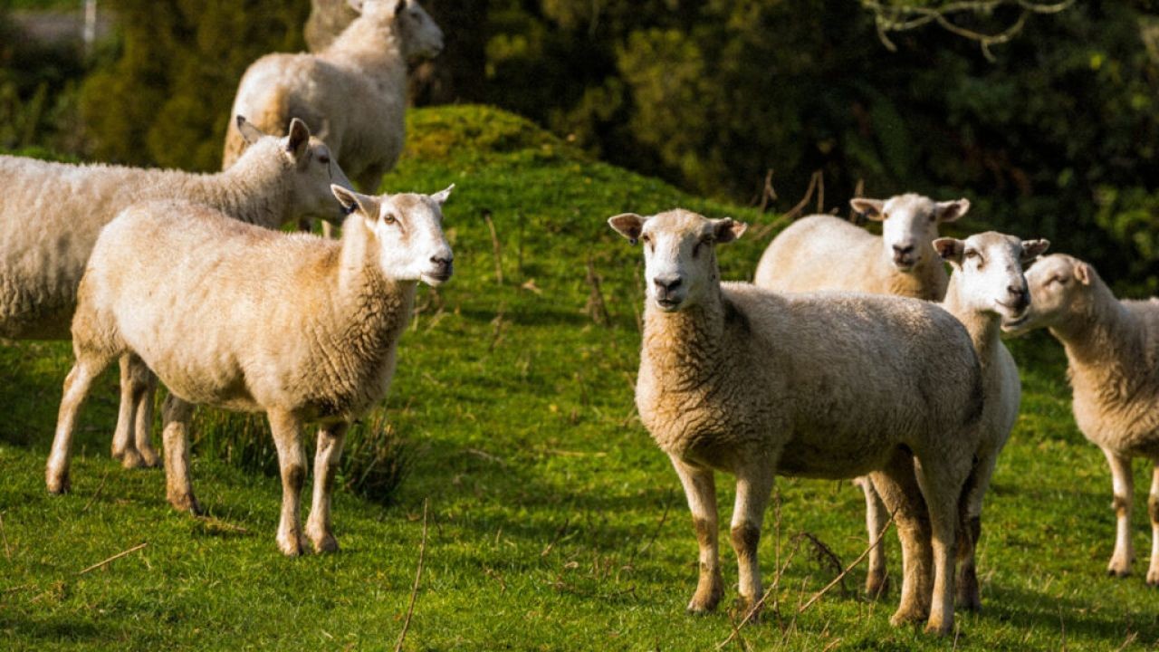 Video Storytelling for Regional Farm Brands and Australian Growers