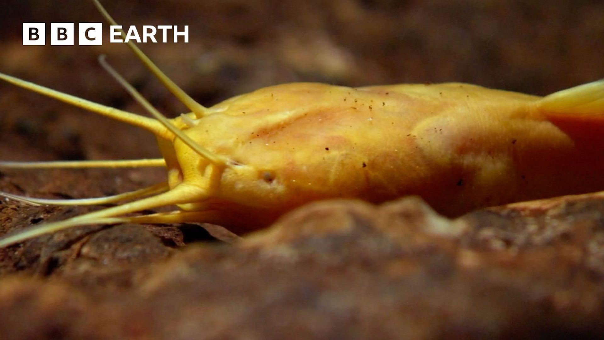 Africa’s Rarest & Most Isolated Fish – David Attenborough | BBC Earth