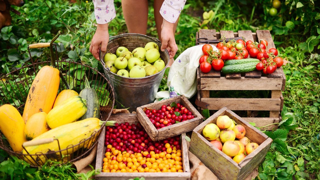 Regional Agri-Food Video Reports Highlighting Local Australian Producers