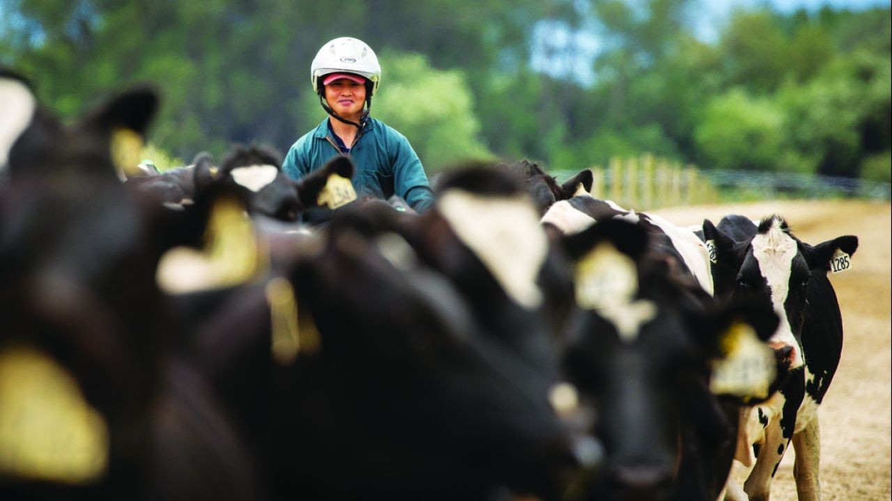 Livestock Welfare and Traceability Videos Enhancing Australian Meat Exports