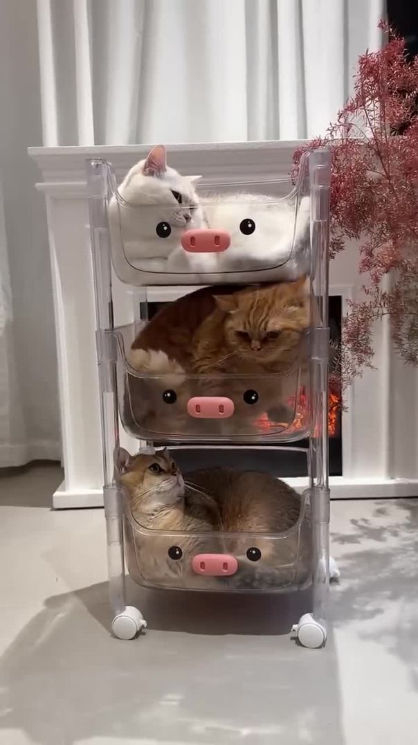 Funny Cat Moments You Can’t Miss 😹🐾