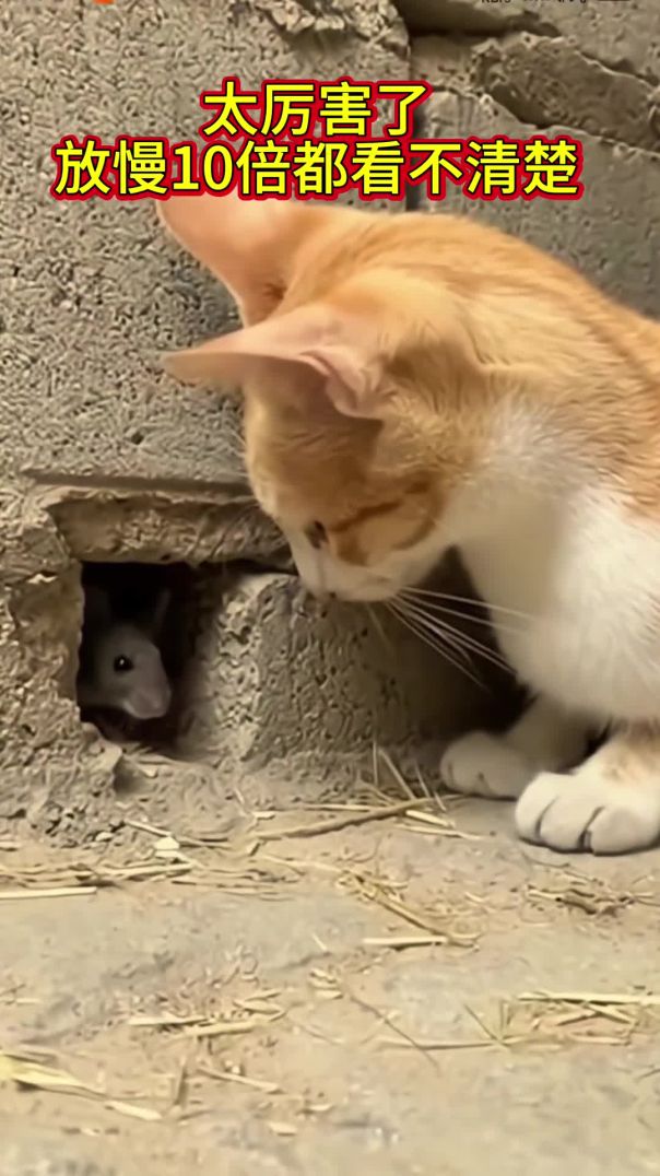 太厉害了！猫咪是怎么做到的？🐱🐭