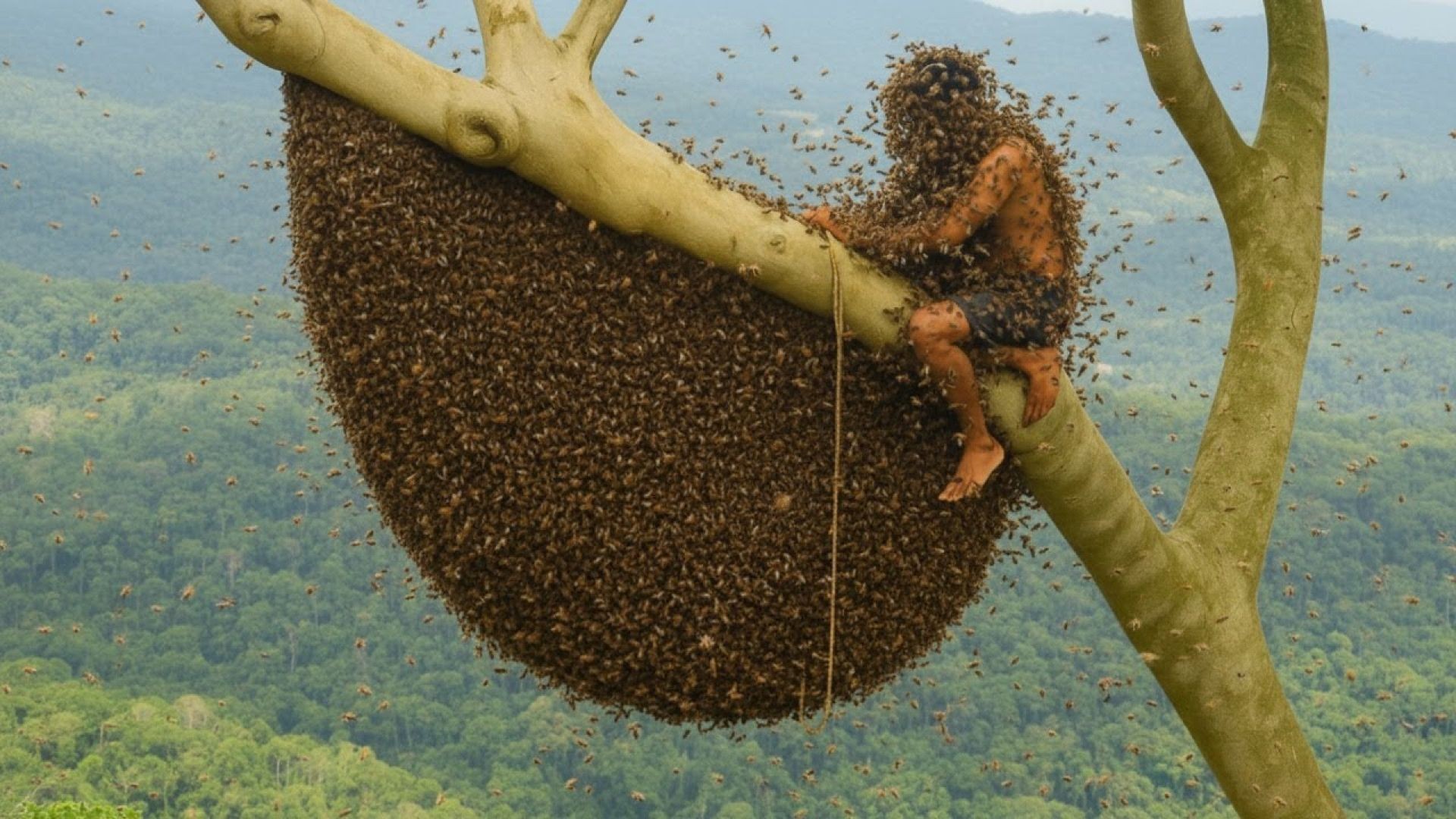 Solo Jungle Honey Harvest: Collecting 50KG in the Wild