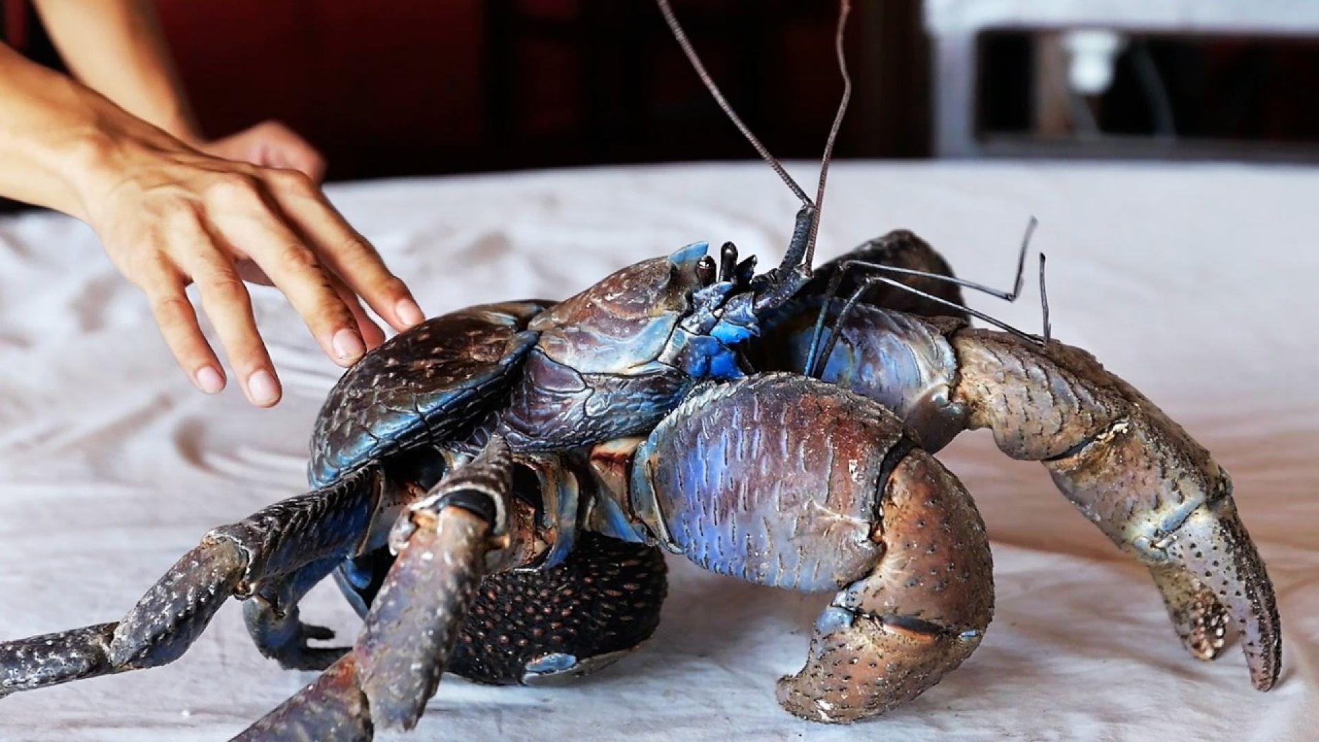 Giant Coconut Crab Cooked Two Traditional Ways