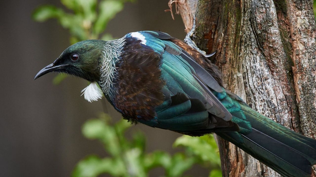 Over 50% of New Zealand’s Native Bird Species Live in Its National Parks – What Every Young Kiwi Should Know Today