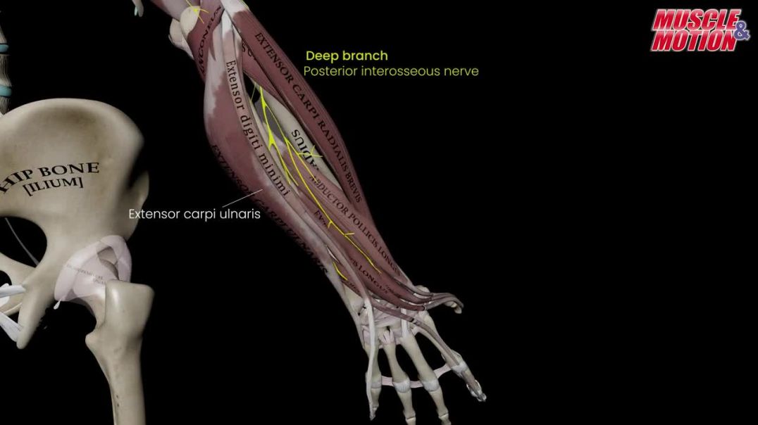 Radial Nerve: Anatomy and Functional Overview