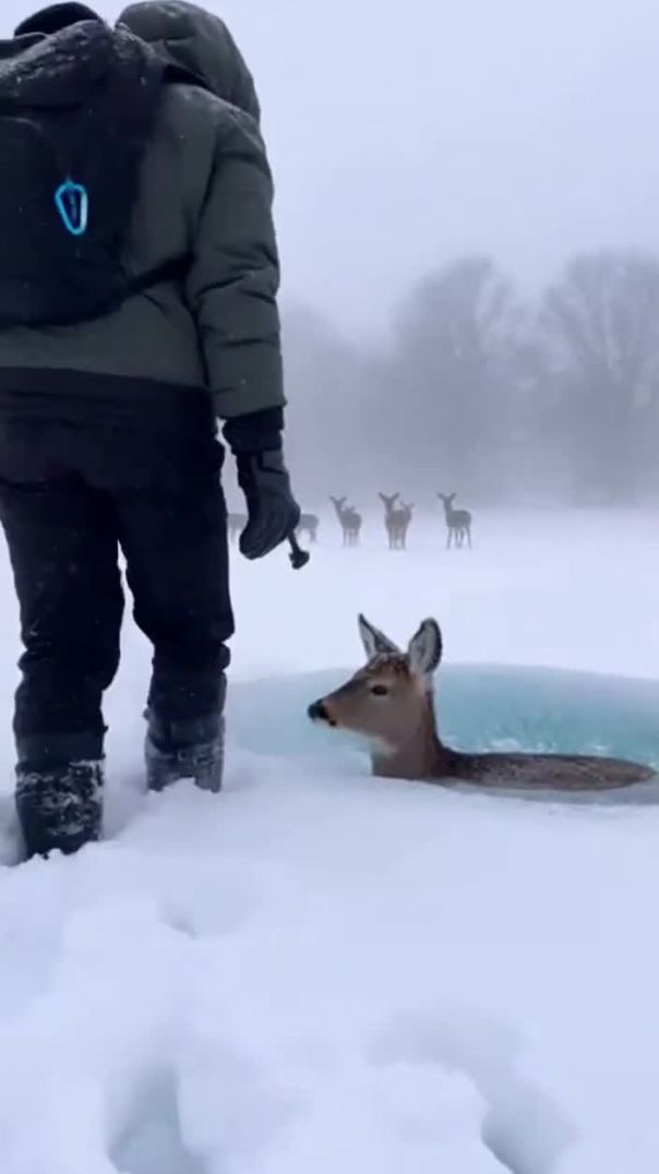 Deer Trapped Beneath Solid Ice — Caught on Camera