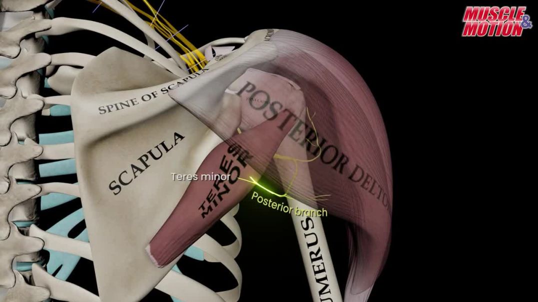Axillary Nerve: Anatomy and Functional Overview