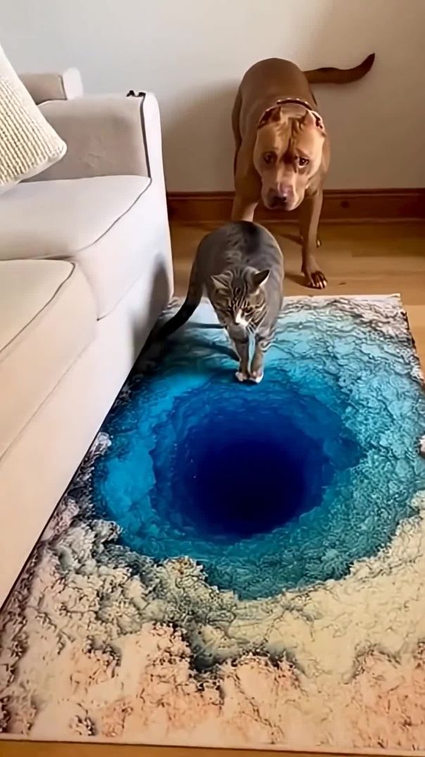 Cat Panic Moment Indoors 😂🐱