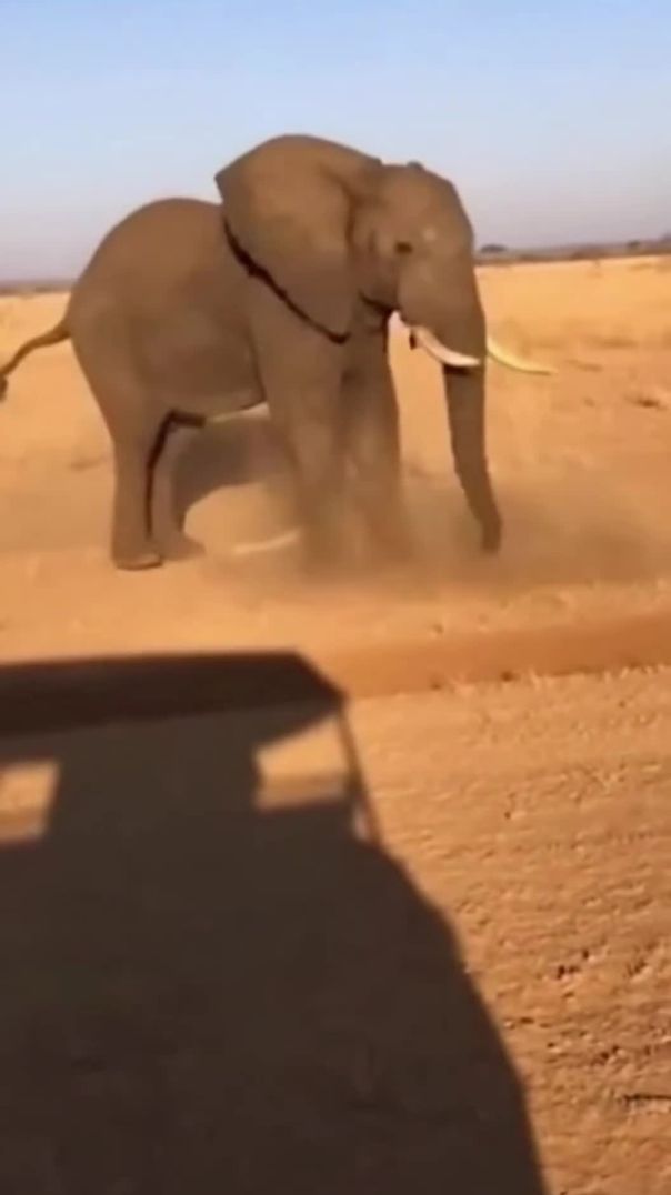 Elephant Attack Caught on Camera 🐘