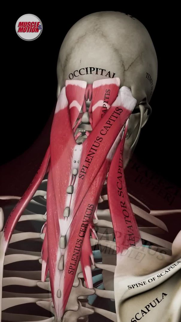 Explore Cervical & Head Extension Like Never Before