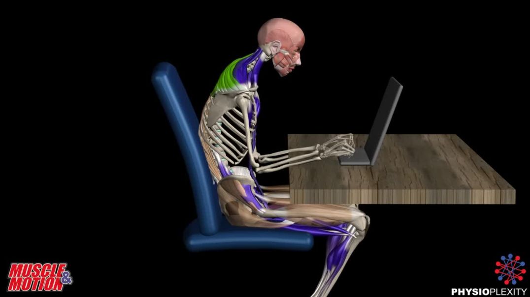 Why Sitting Too Long Causes Pain | Anatomy Explained