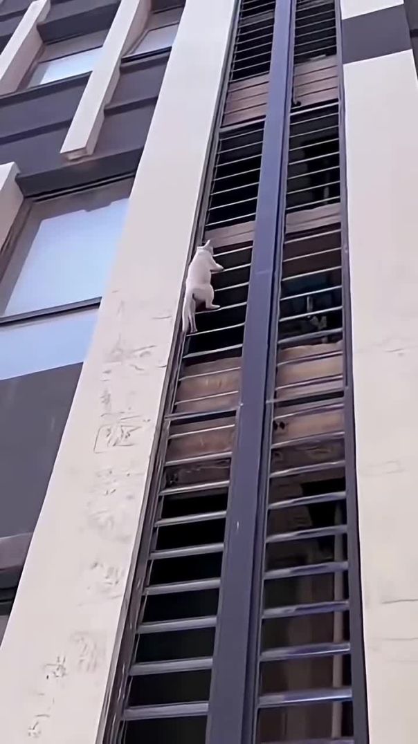 Secret Agent Cats on a Mission 🤫🐱