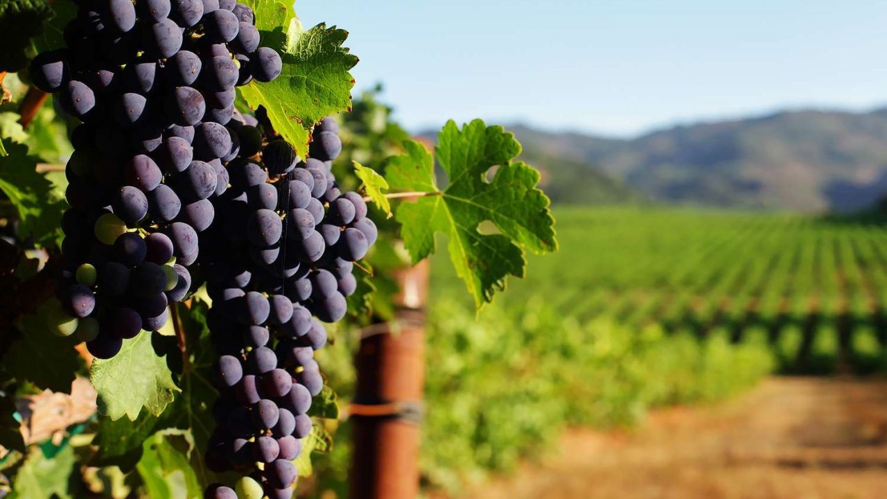 Will Australian Vineyards Start Using Robots for Harvesting? – The Rise of This Trend Across Australia