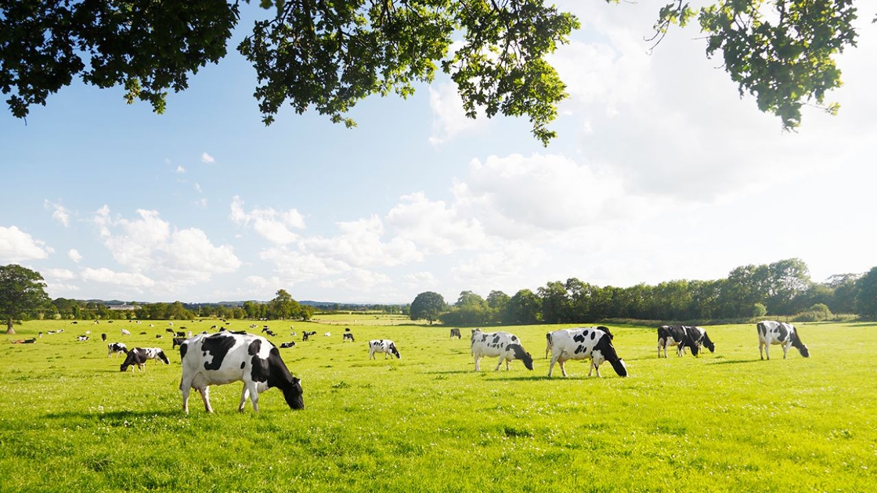 The economic shift away from heavy reliance on dairy exports – Where New Zealand Is Heading Next