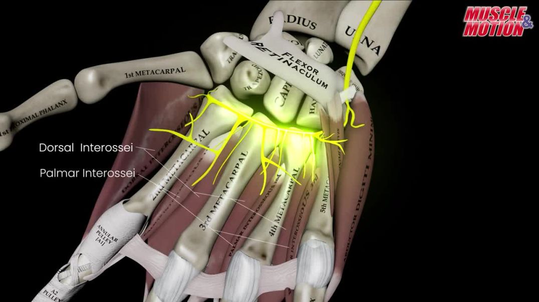 Ulnar Nerve: Anatomy and Functional Overview