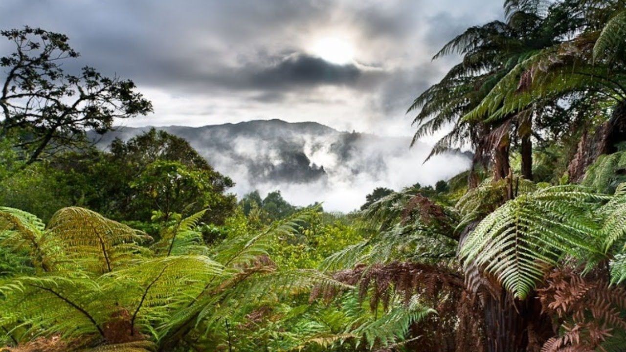 New Zealand’s Forests Have Increased by 5% in the Last Decade – How It’s Powering NZ’s Next Wave of Growth