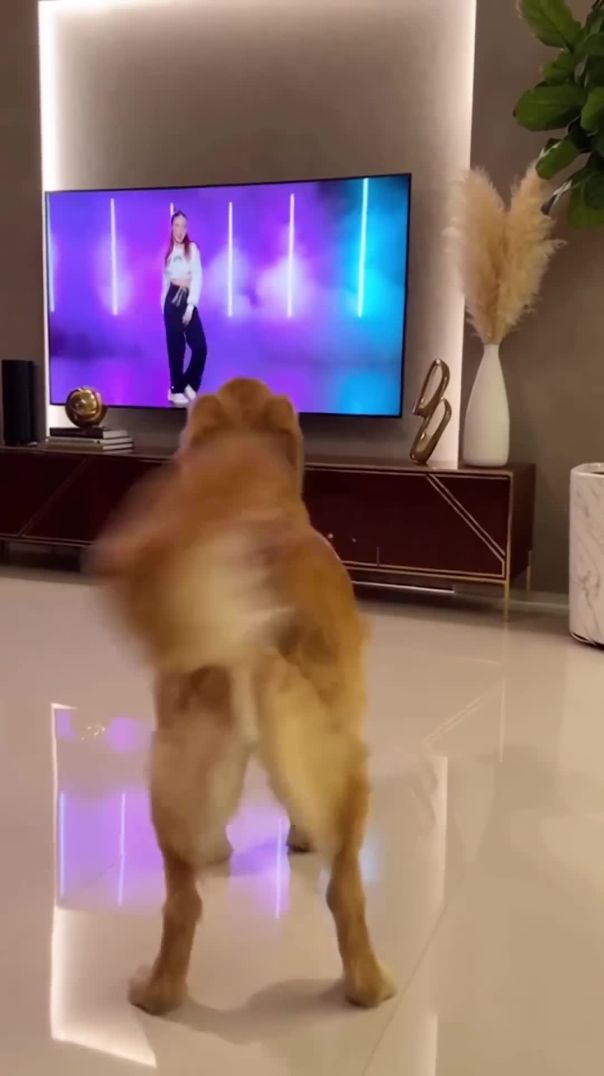 The dog Was Really Moving! 💃😂