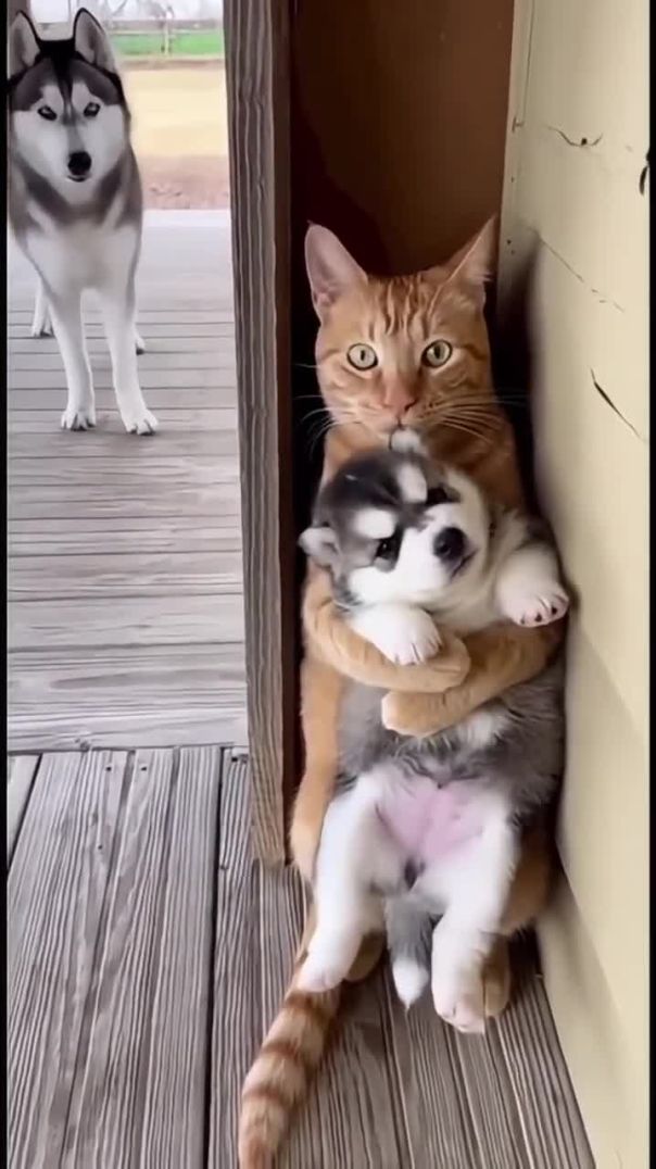 The cat😱 stole the dog s puppies