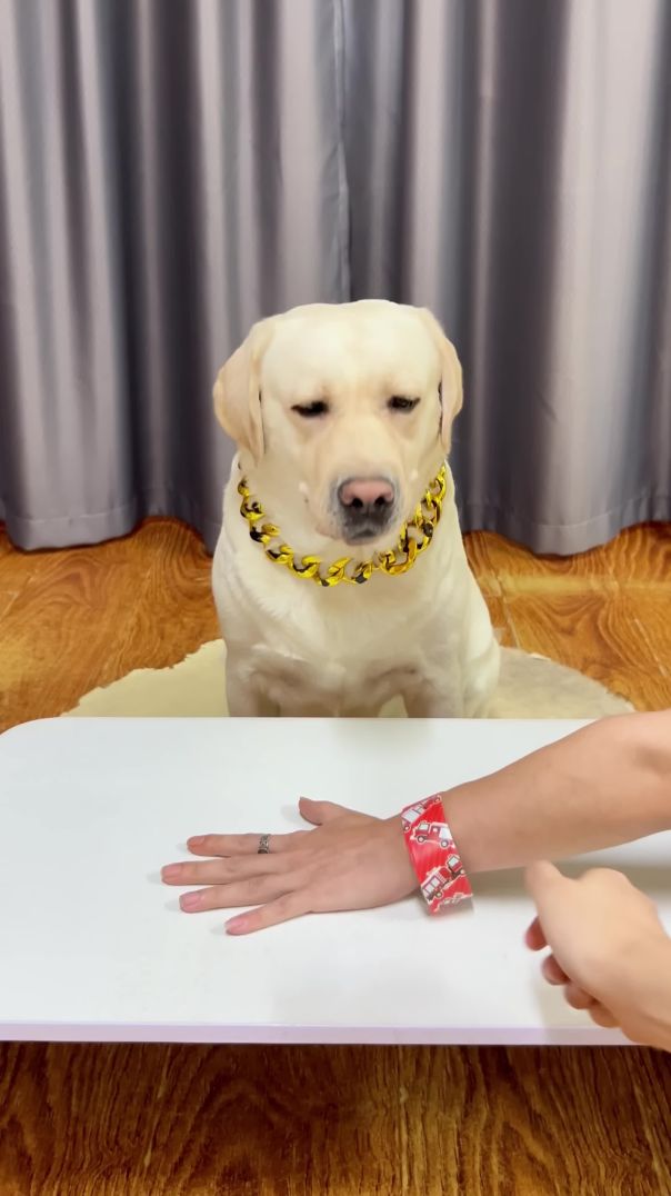 This Dog Won’t Take the Bait! 😂🐶