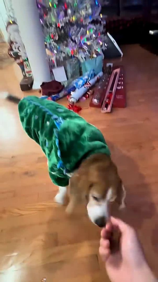 Hilarious Dog Prank Gone Wrong! 🐶😂