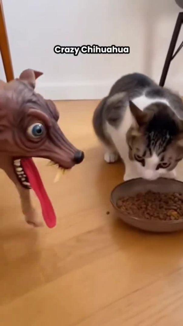 So Cute! Funny Dog Moments 🐶❤️