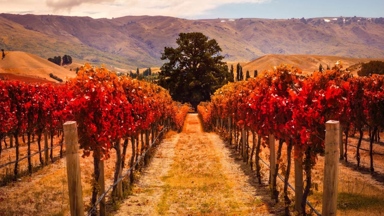 Impact of Climate Change on New Zealand Vineyards – Is It Worth the Hype for Kiwis?
