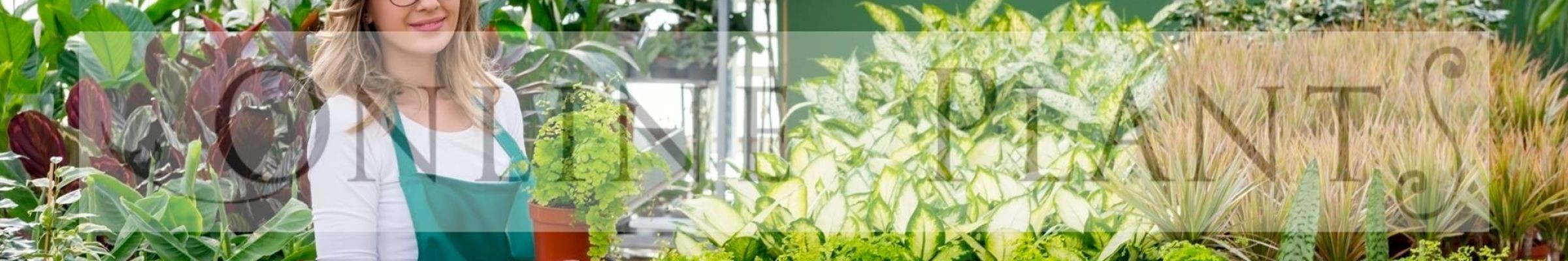 Screening & Hedging Online Plants