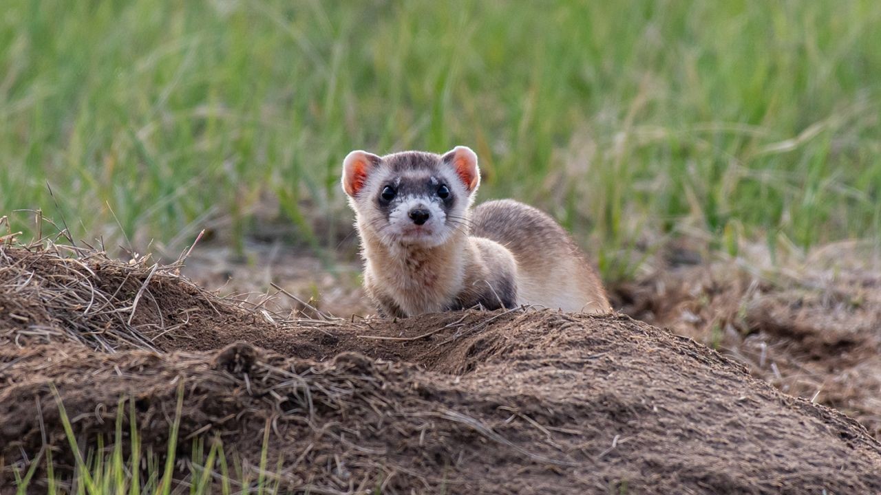 New Zealand’s Conservation Efforts: Protecting Endangered Species – Why NZ Experts Are Paying Attention