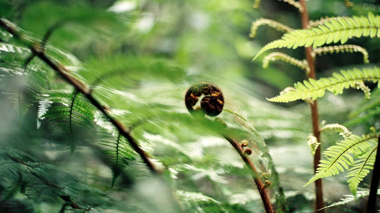 What Are the Long-Term Effects of Maori Land Disputes on New Zealand’s Future? – How It Could Redefine Life and Business in NZ