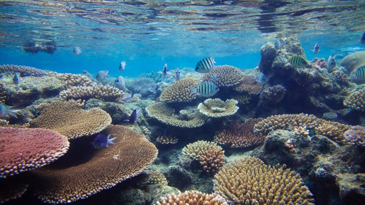The impact of climate change on Australia's Great Barrier Reef and conservation efforts – The Key to Unlocking Growth in Australia