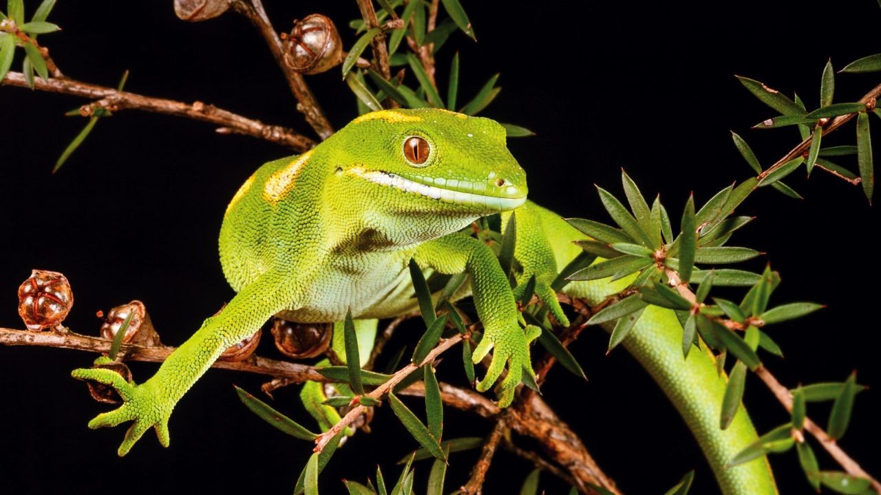 The Dark Side of Australia’s Pet Reptile Trade – The Untold Truth Every Aussie Must Hear