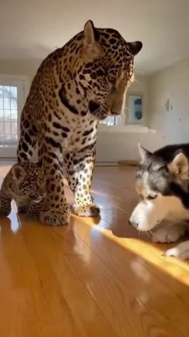 Mama Jaguar in Full Protect Mode 🐆🚨