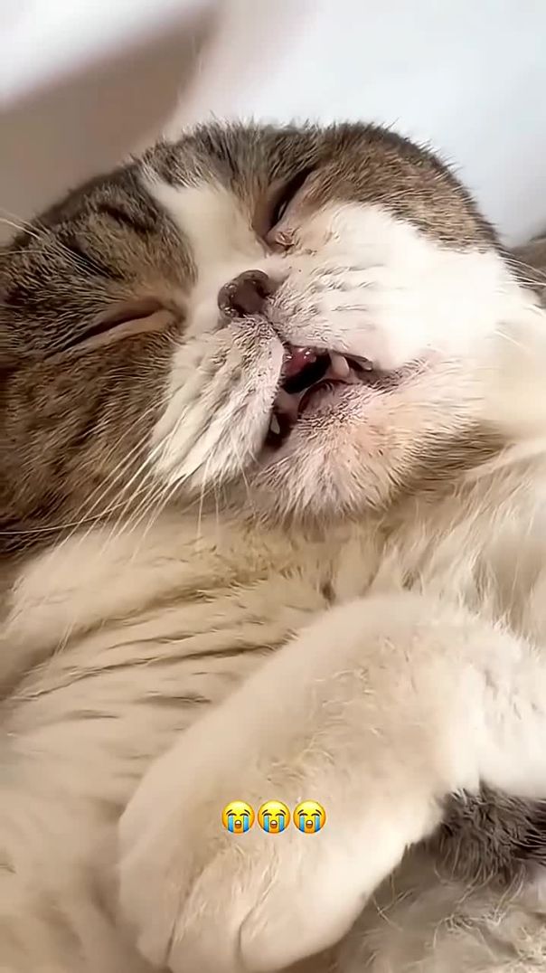 This Cat Can’t Get Comfortable! 😹